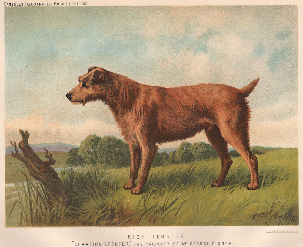 DOGS. Irish Terrier;